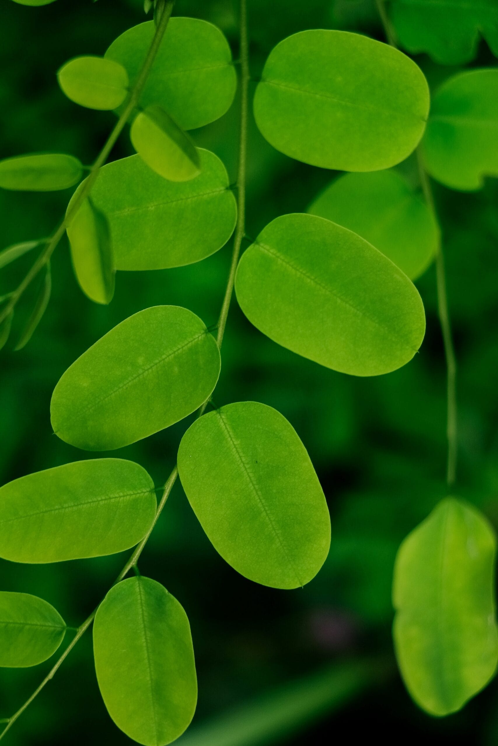Fresh green moringa leaves on a branch, showing the whole-leaf plant source for metabolic energy support in perimenopause